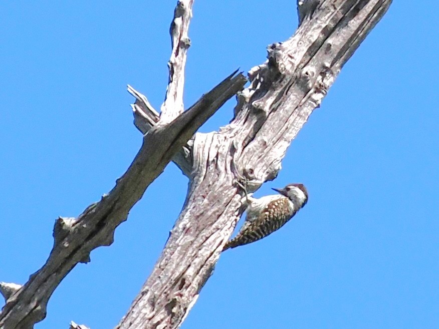 Golden-tailed Woodpecker - ML647282571