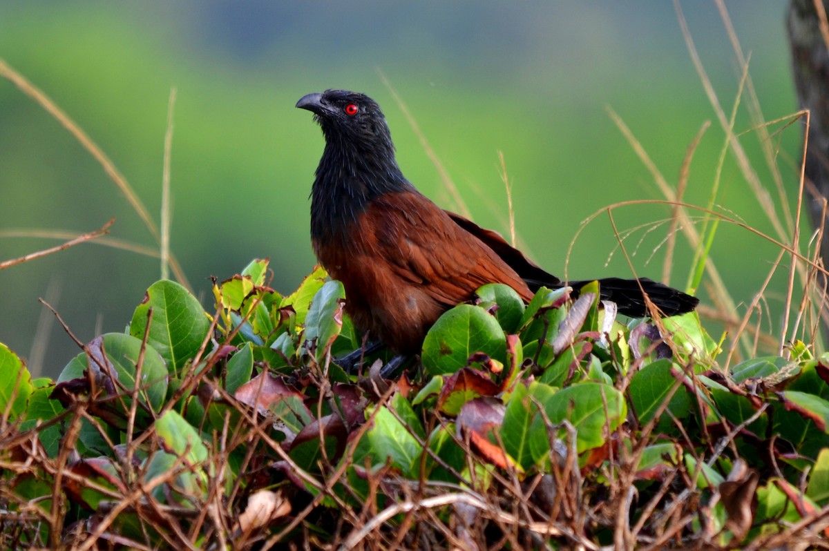 Senegal Coucal - ML647282572
