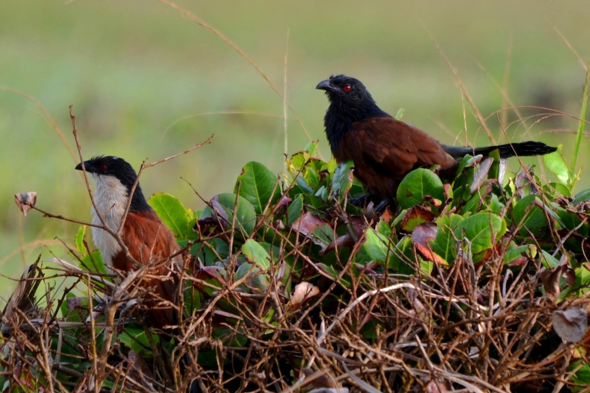 Senegal Coucal - ML647282573