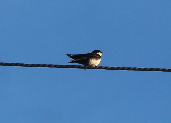 Blue-and-white Swallow - ML647282574