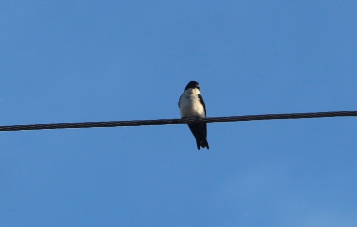 Blue-and-white Swallow - ML647282575