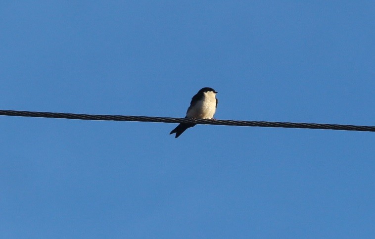 Blue-and-white Swallow - ML647282576
