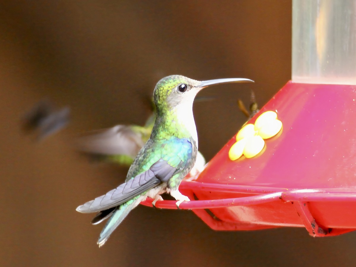 Crowned Woodnymph (Green-crowned/Emerald-bellied) - ML647282577