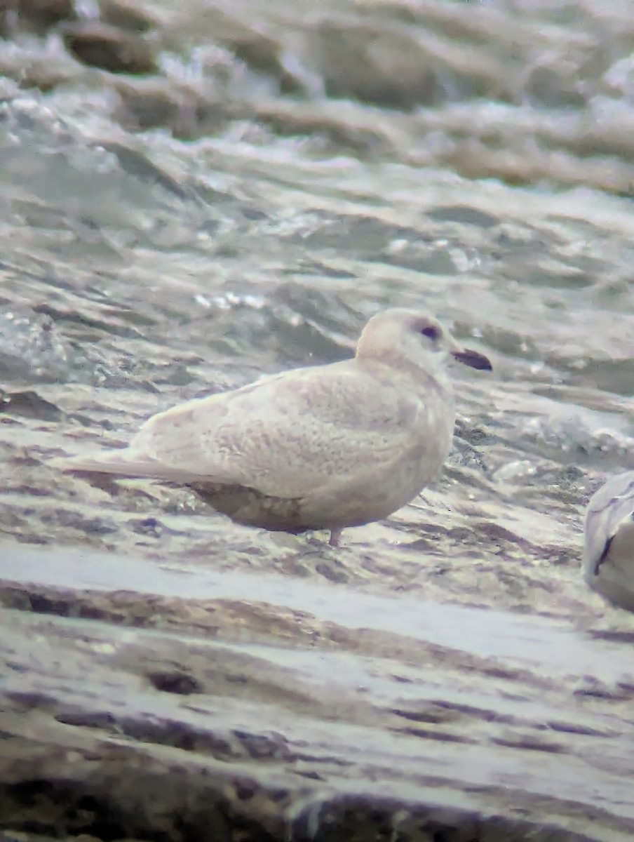 Iceland Gull (kumlieni) - ML647282578