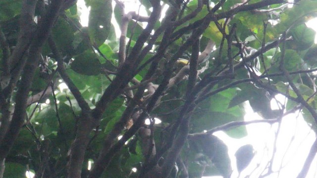 Magnolia Warbler - ML647282580