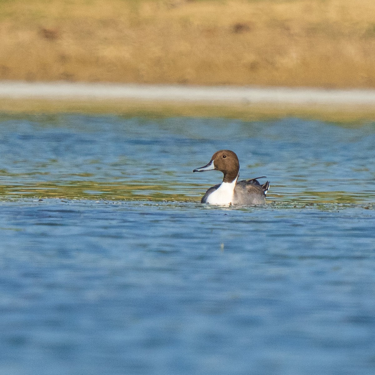 Шовтгор алаг нугас - ML647282581