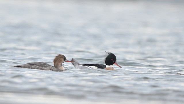 Smergo minore - ML647282582