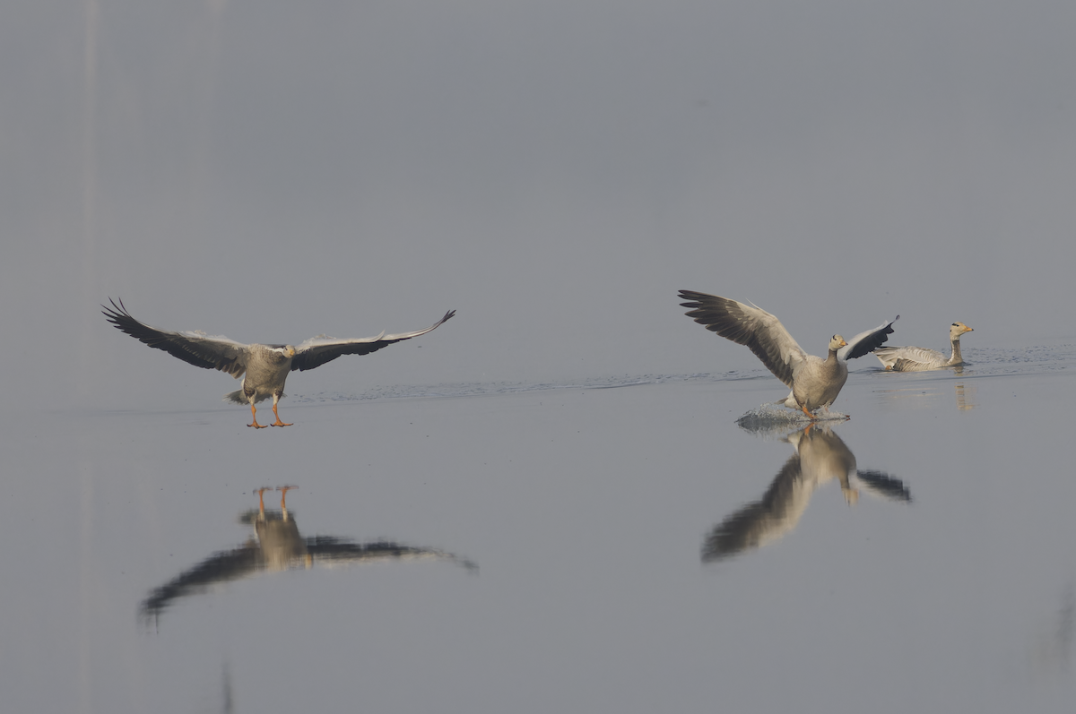 Oie à tête barrée - ML647282597