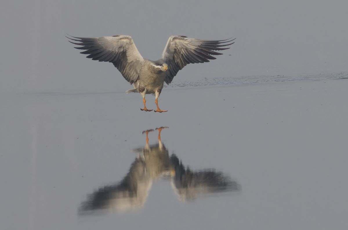 Oie à tête barrée - ML647282598