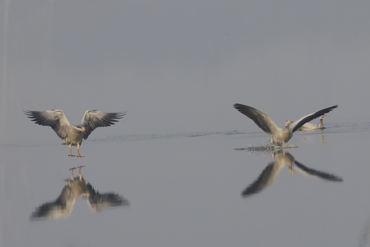 Oie à tête barrée - ML647282599