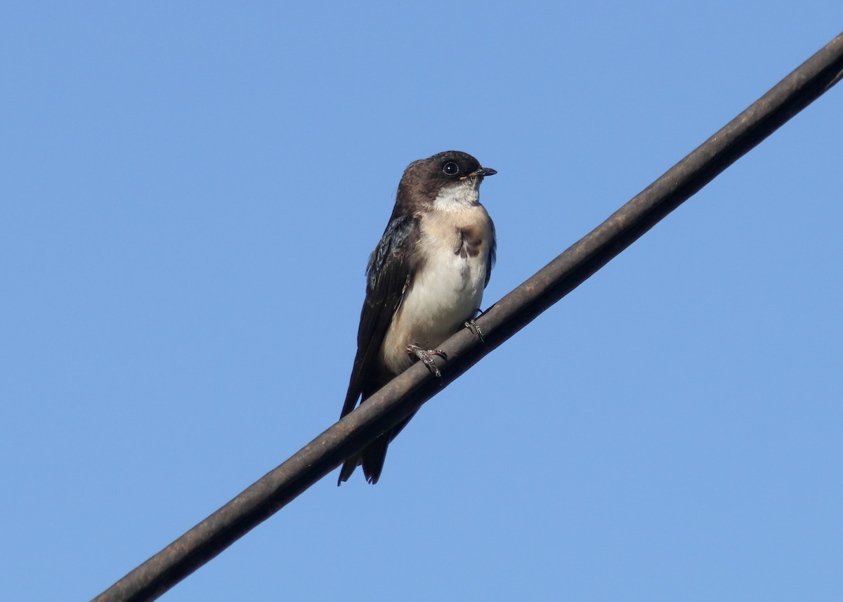 Blue-and-white Swallow - ML647282601