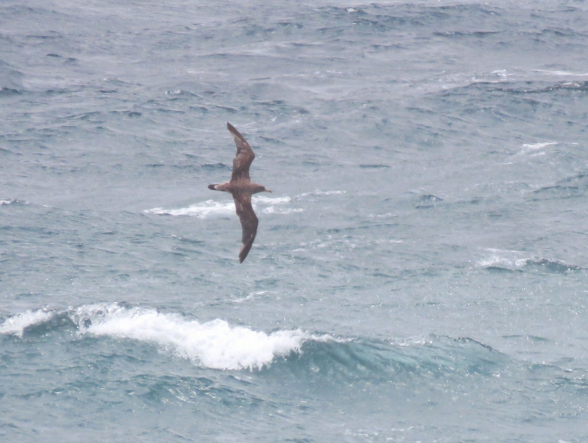 Cory's Shearwater - ML647282605