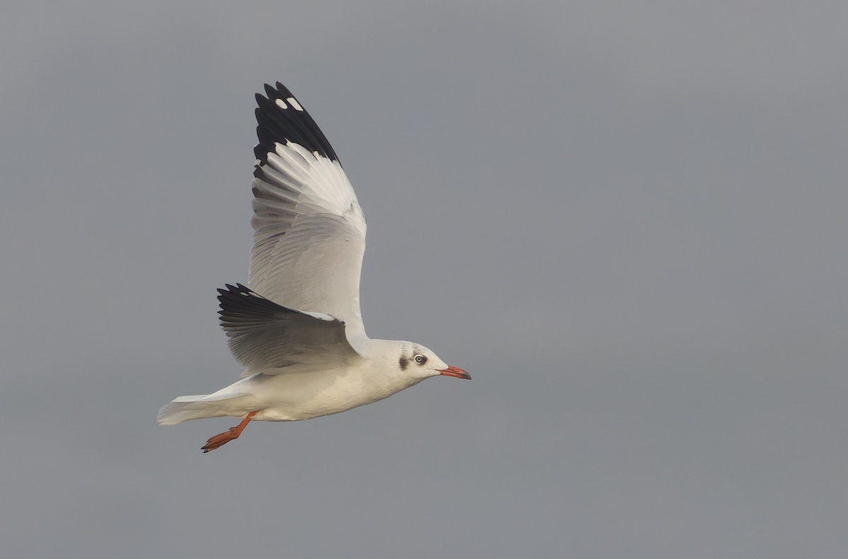 Буроголовая чайка - ML647282609