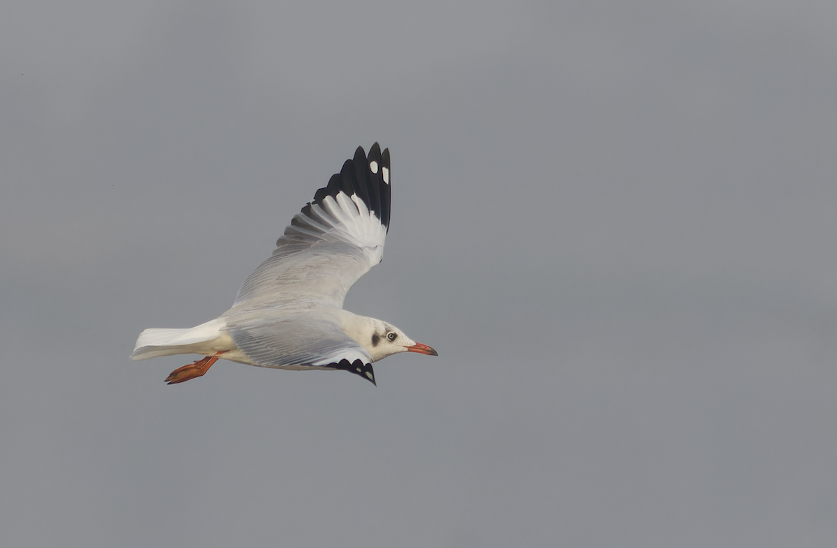 Буроголовая чайка - ML647282610