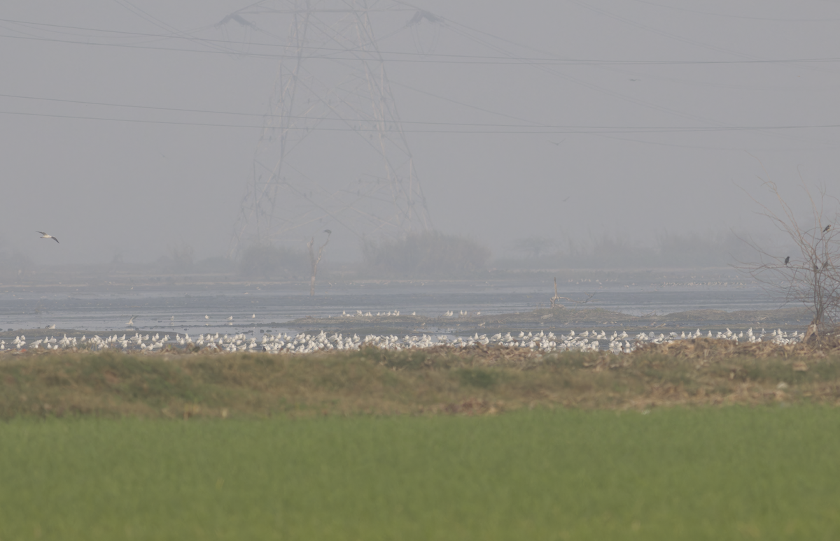 чайка sp. - ML647282611