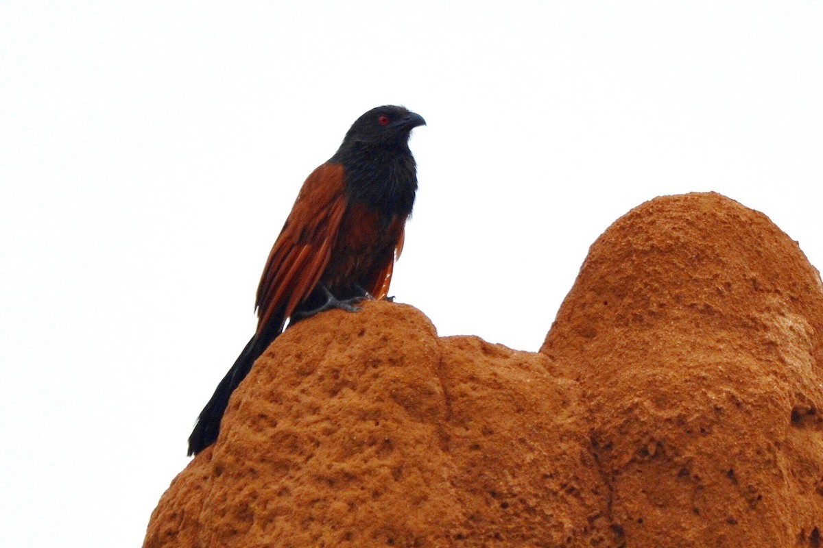 Senegal Coucal - ML647282628