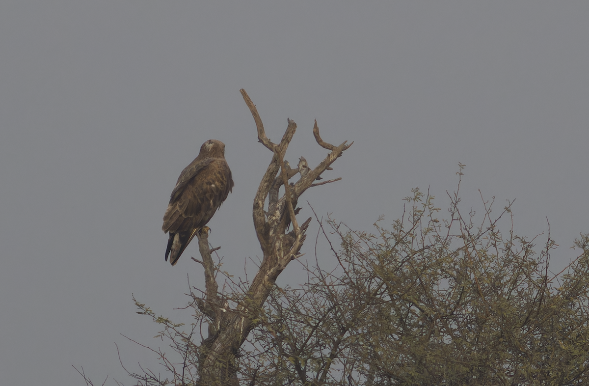 Long-legged Buzzard - ML647282644