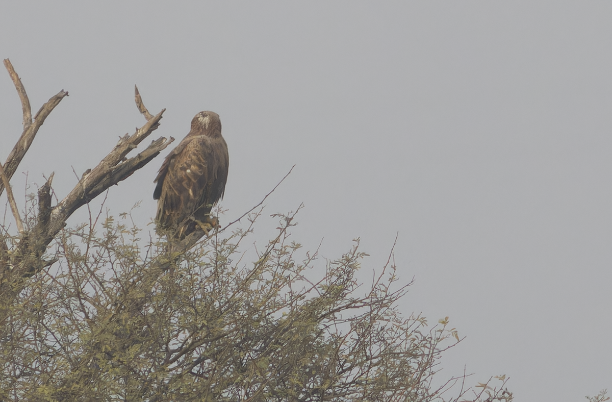 Long-legged Buzzard - ML647282645