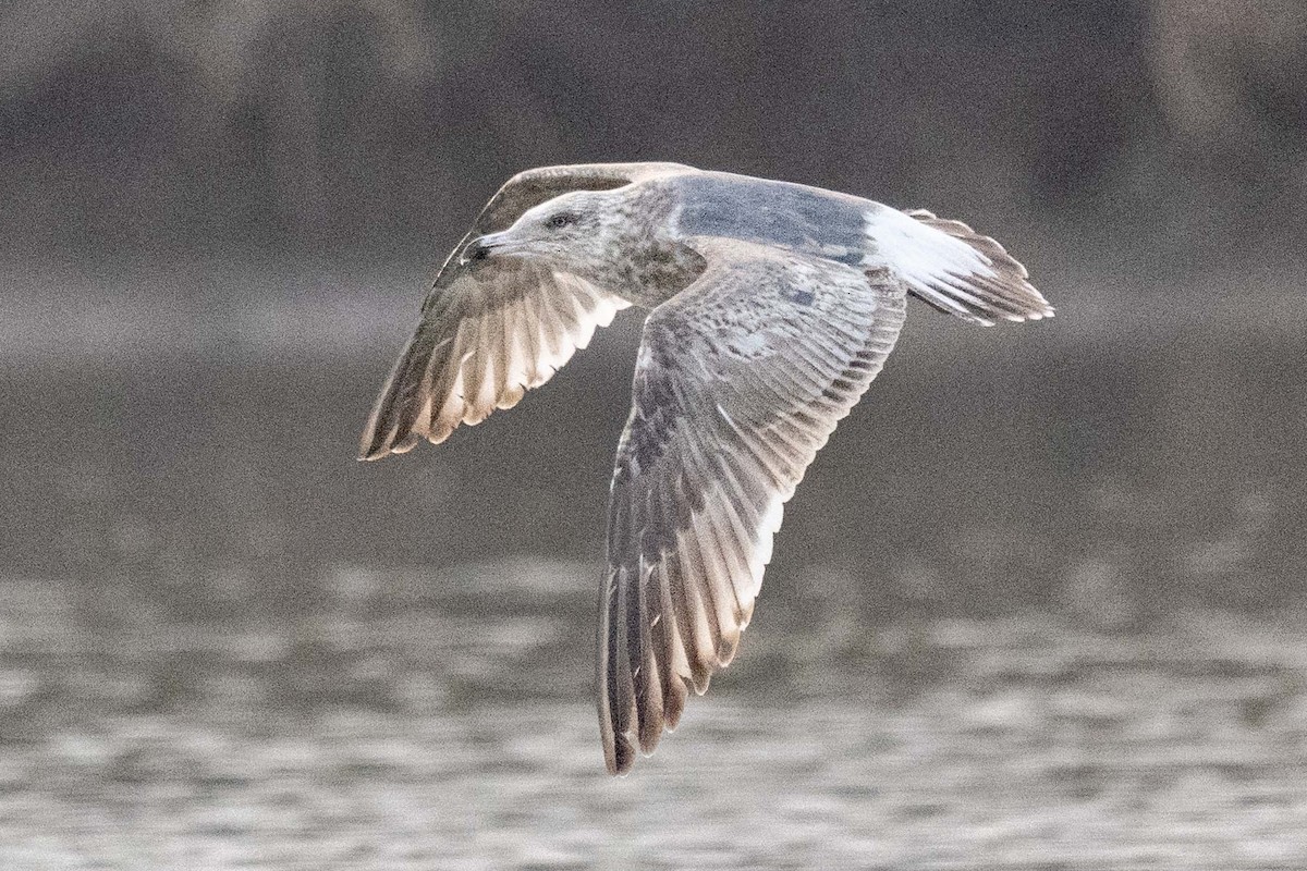 Тихоокеанская чайка - ML647282649