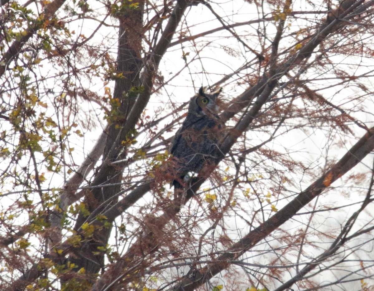 Great Horned Owl - ML647282652