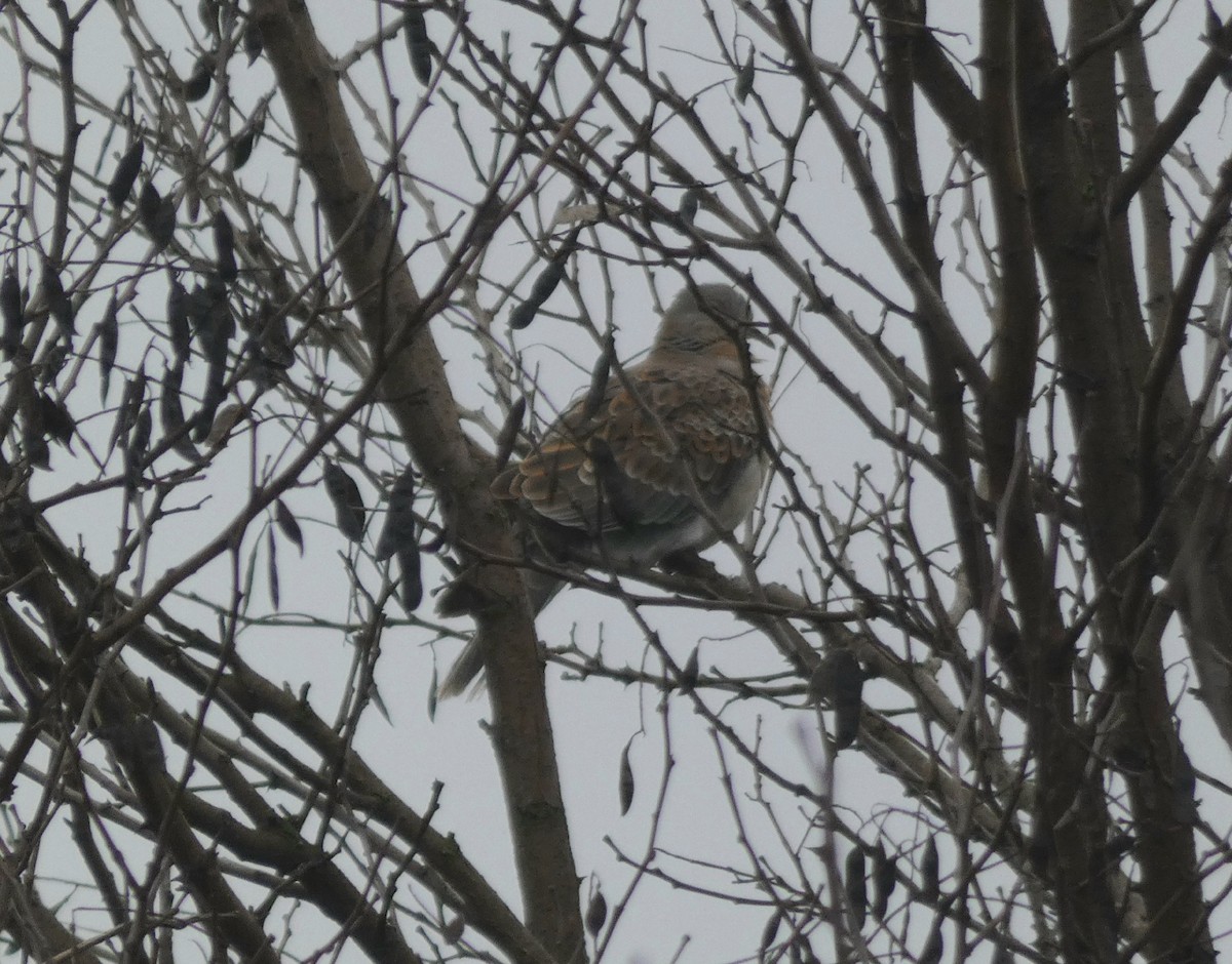 Большая горлица - ML647282663