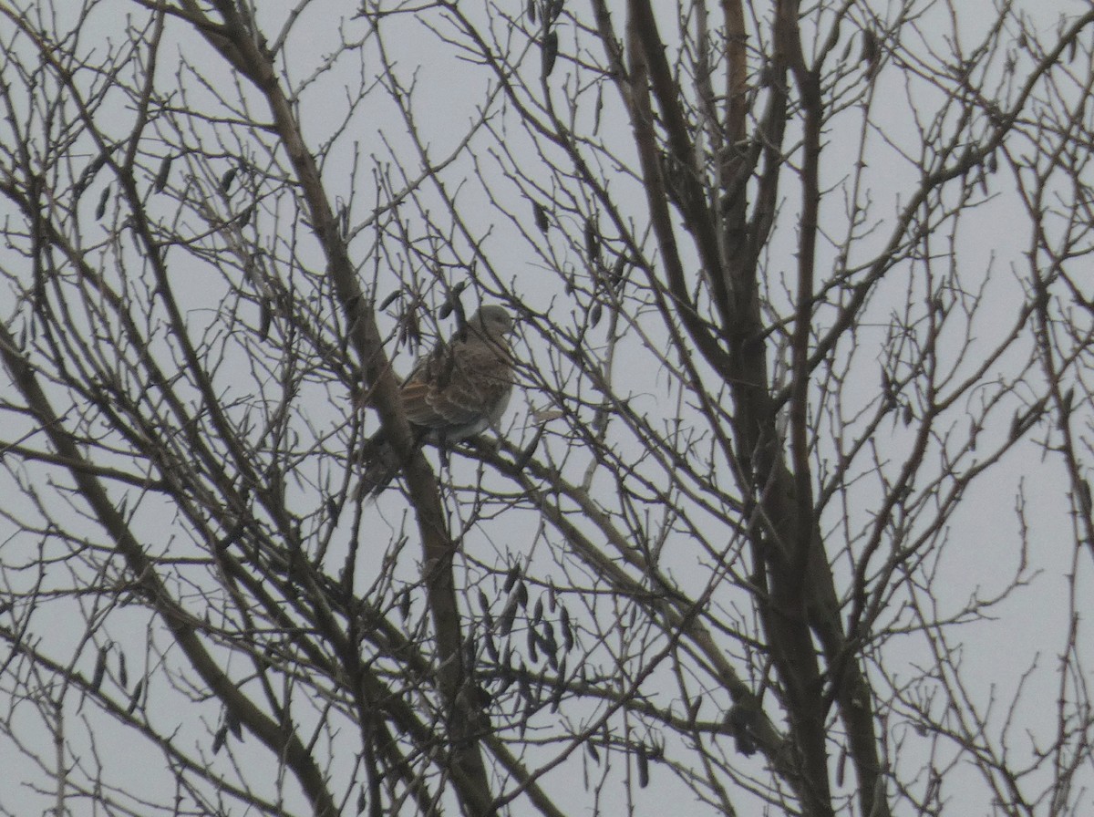 Большая горлица - ML647282664