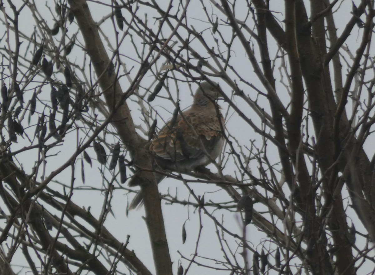 Большая горлица - ML647282665