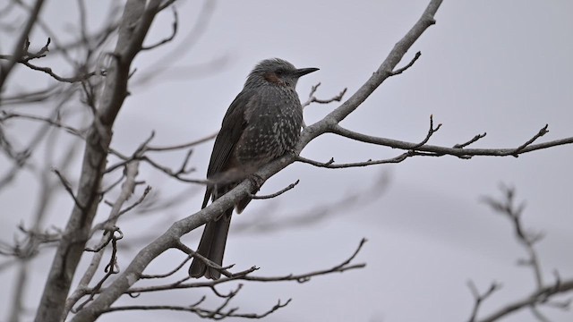 Brown-eared Bulbul - ML647282668