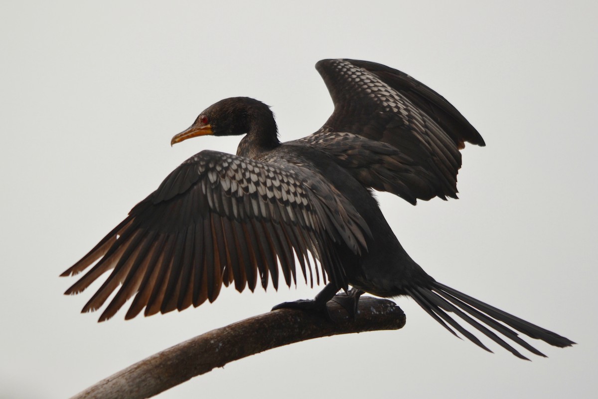 アフリカコビトウ - ML647282688