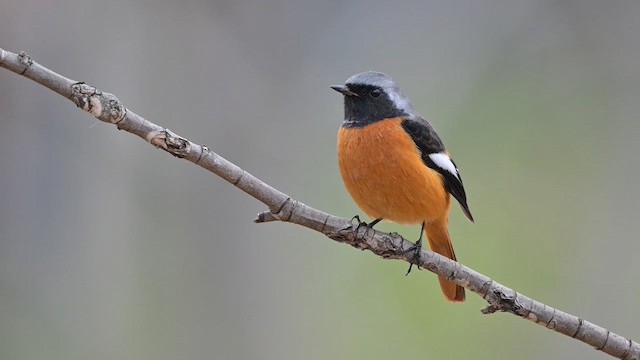Daurian Redstart - ML647282703