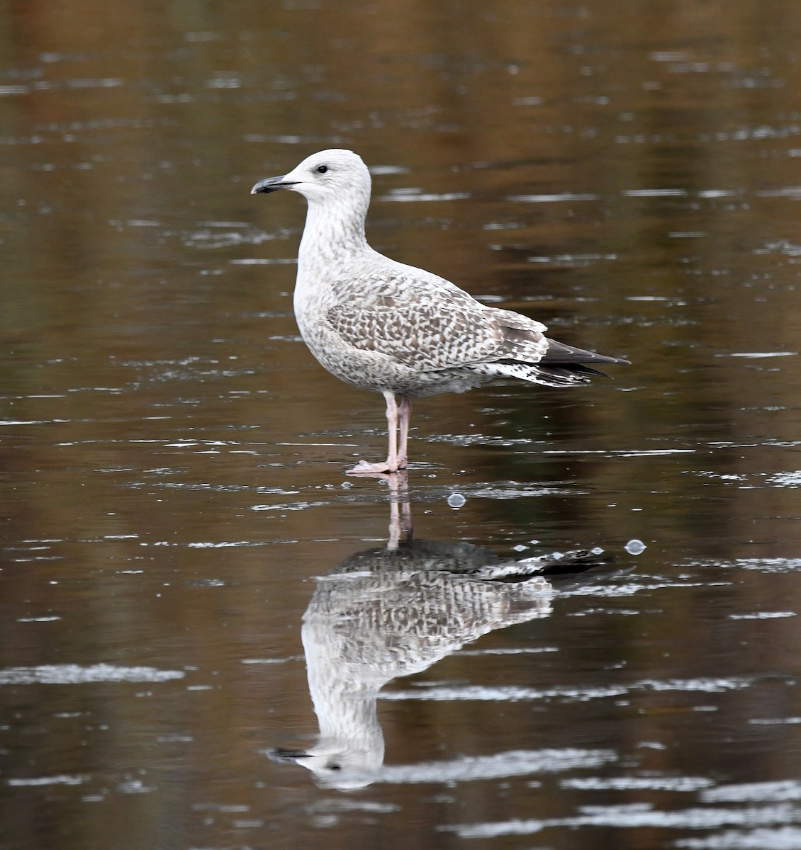 ニシセグロカモメ - ML647282705