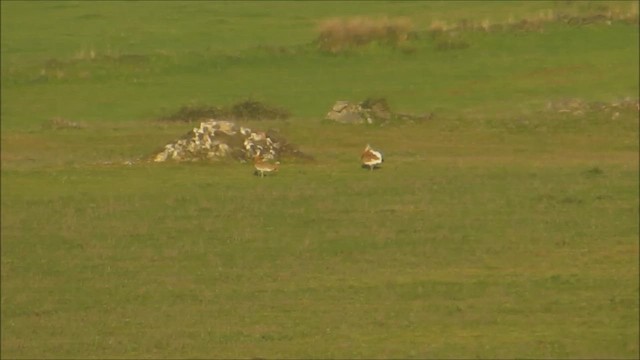 Otarda - ML647282712