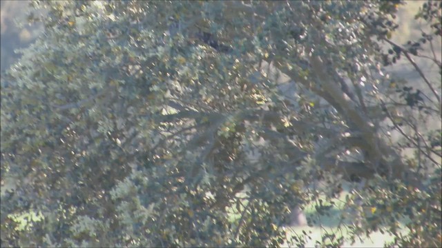 Cuculo dal ciuffo - ML647282715