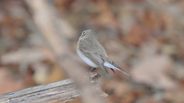 Малая мухоловка - ML647282717