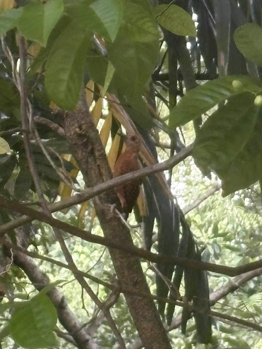 Rufous Woodpecker - ML647282729