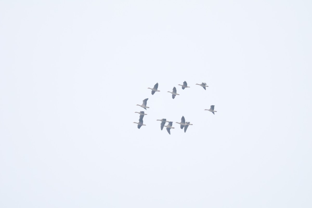 Graylag Goose - ML647282730