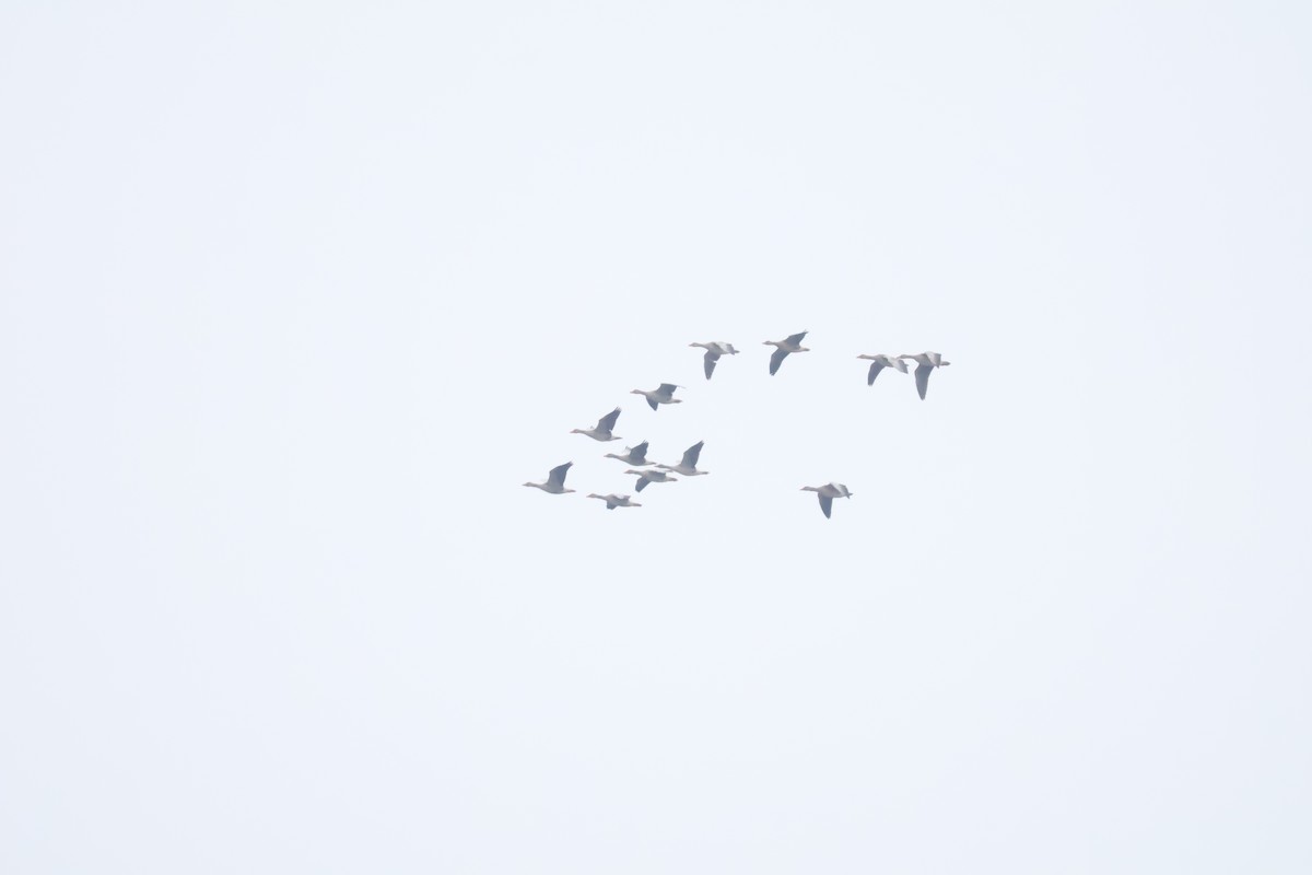 Graylag Goose - ML647282731