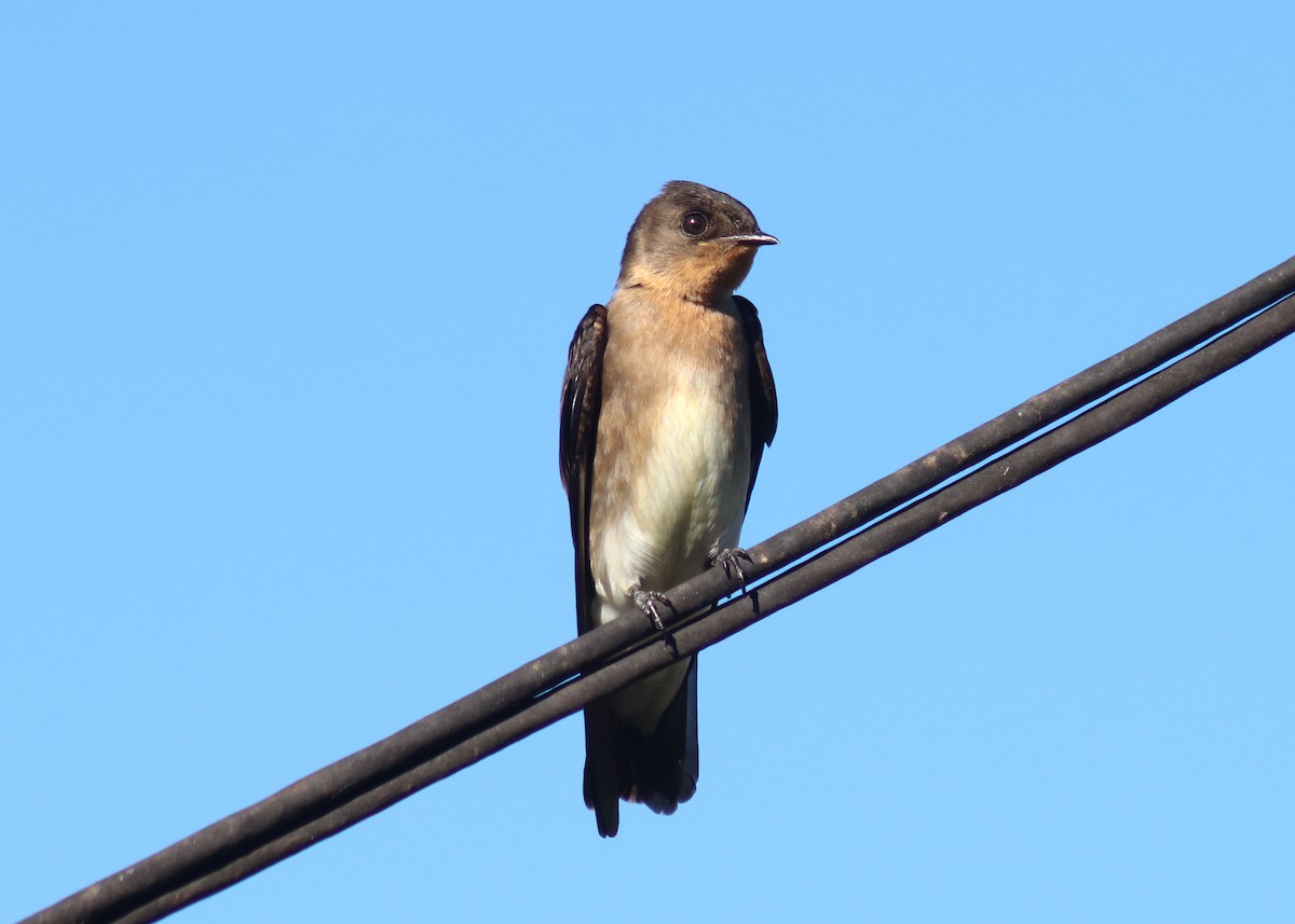 Southern Rough-winged Swallow - ML647282732