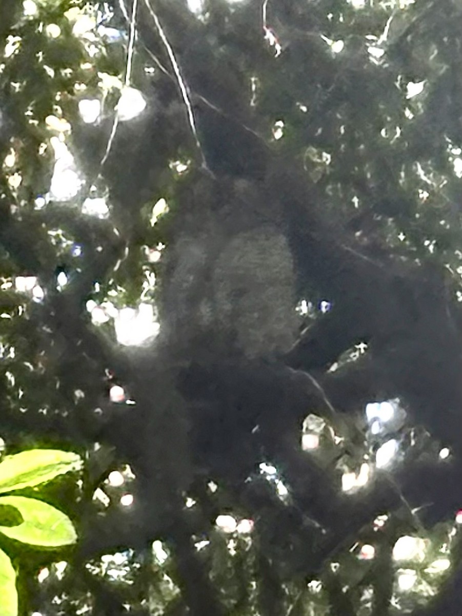 Spotted Wood-Owl - ML647282733