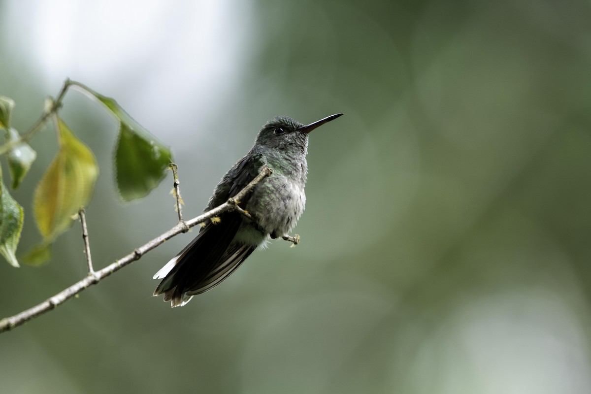 Scaly-breasted Hummingbird - ML647282734
