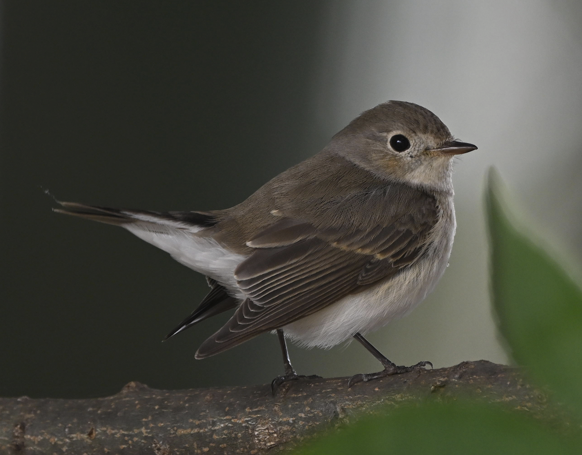 ニシオジロビタキ - ML647282735