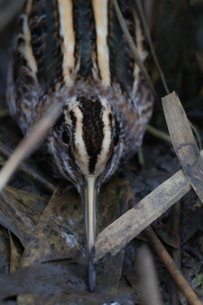Jack Snipe - ML647282759