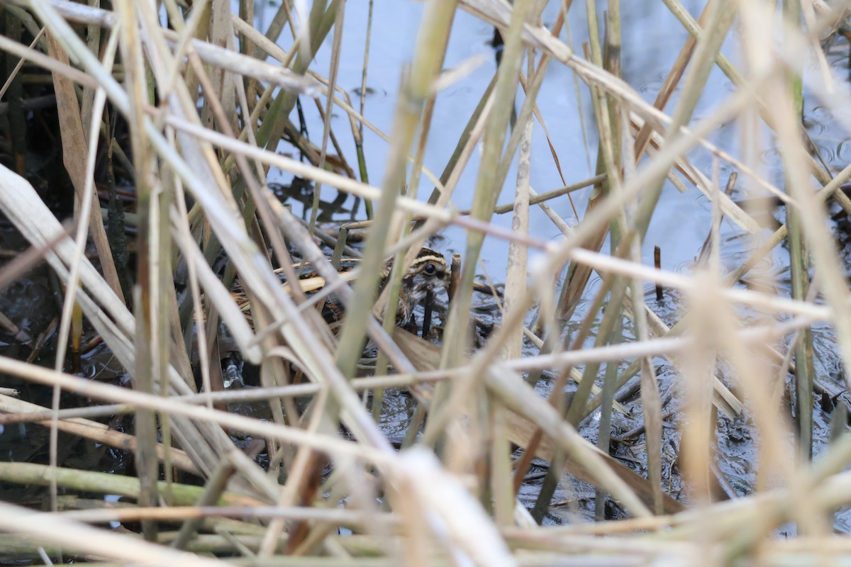 Jack Snipe - ML647282761