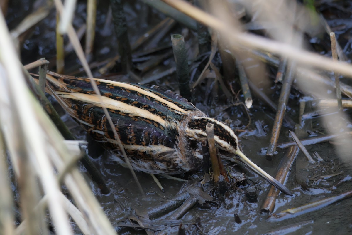 Jack Snipe - ML647282763