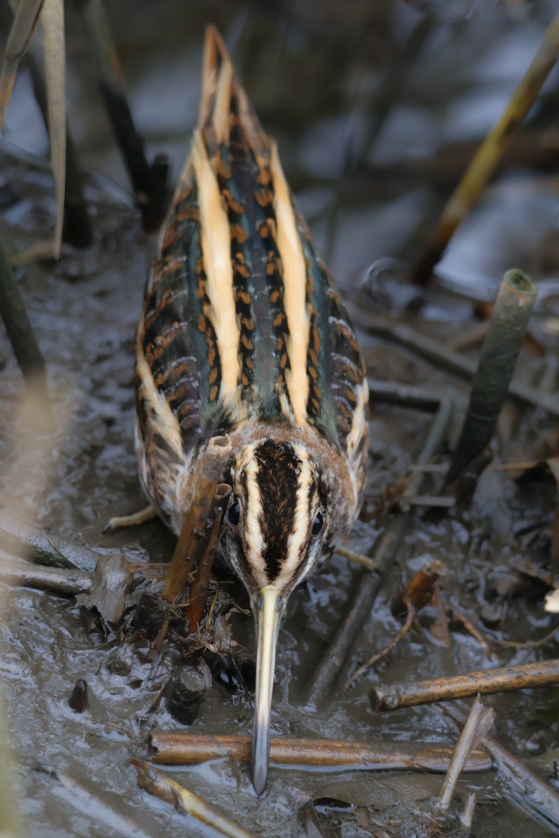 Jack Snipe - ML647282764