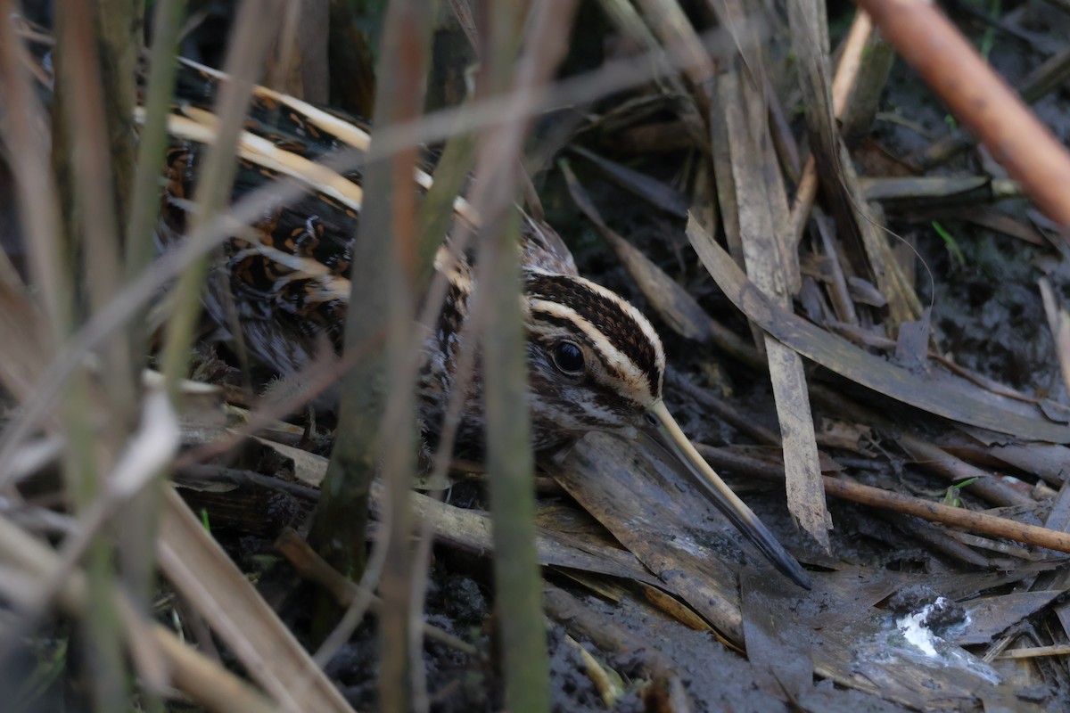 Jack Snipe - ML647282766