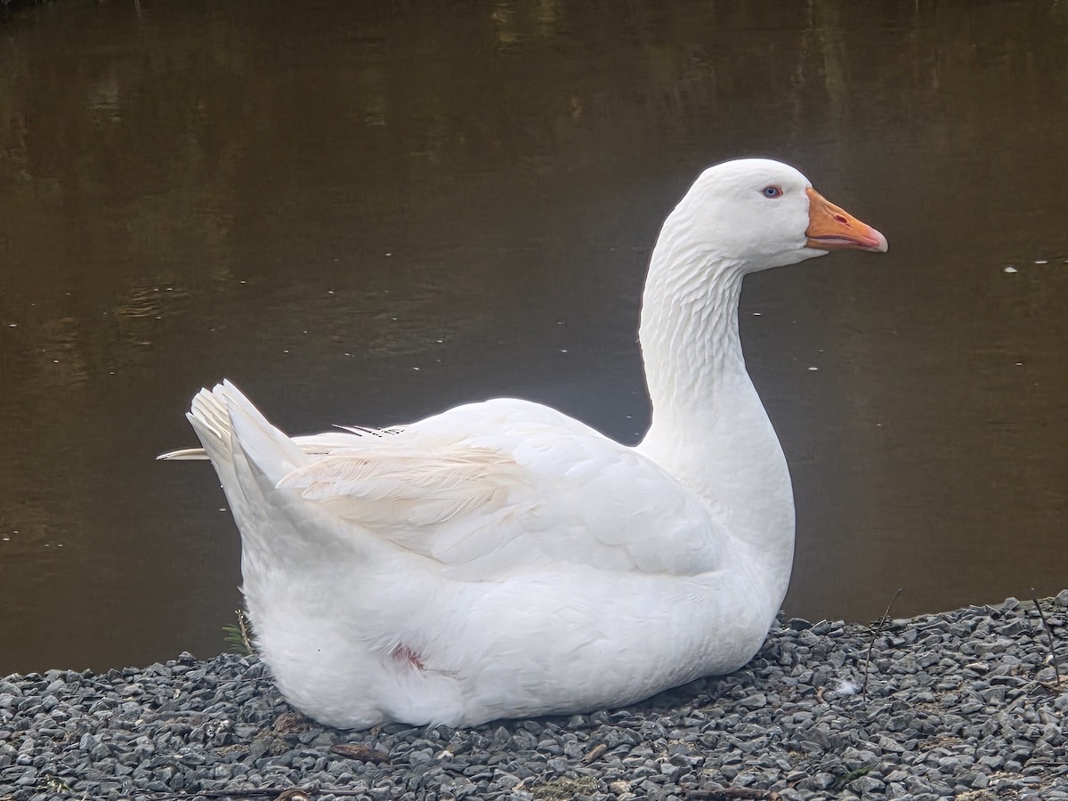 ハイイロガン - ML647282770