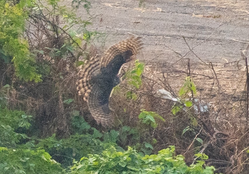 ハイタカ - ML647282771