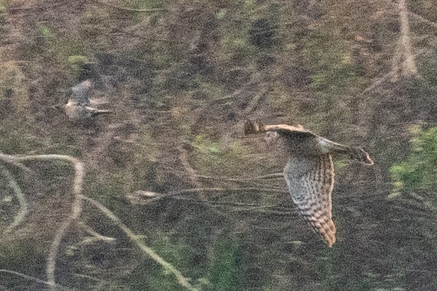 ハイタカ - ML647282772