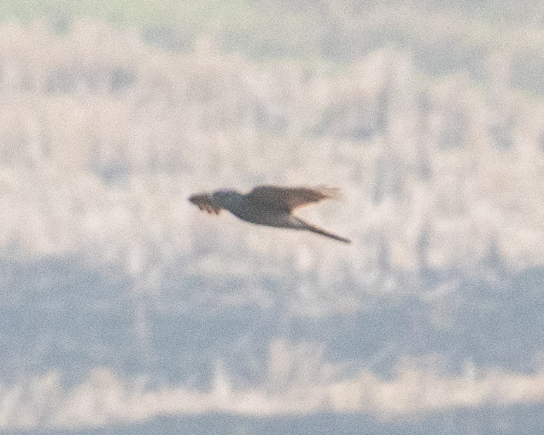 ハイタカ - ML647282773